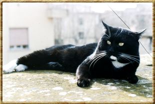 I miei gatti